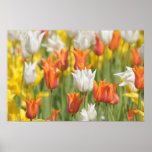 red, yellow and white tulips in the field posters