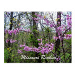 Redbud Missouri Postkarte
