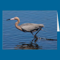 Reddish Egret karten