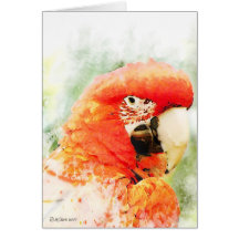 RedMacaw2 Karte