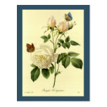 Redoute Druck: 'Bengalische Rose Hymanee Postkarten