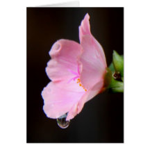 Reflection of Pink Flower in Raindrop, floral note Greeting Cards