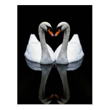 Reflexionen der Liebe, Herz-Form, weiße Schwäne Postkarten