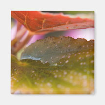 Regen-nasser Herbst-Herbstlaub Magnete