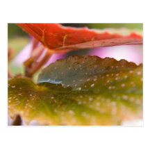 Regen-nasser Herbst-Herbstlaub Postkarte