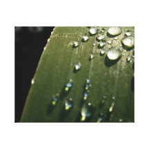 Regen-Tropfen auf Blatt Leinwand Druck
