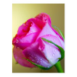 Regen-Tropfen-Küsse der Natur auf rosa Rose Postkarten