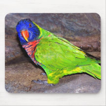 Regenbogen Lorikeet Papagei auf Felsenwand, Seiten Mauspad