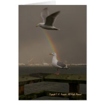 Regenbogen-Möven Karten