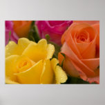 Regentropfen auf den gelb-orangeen und rosa Rosen Plakate