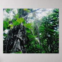 Regenwald im Paradies-Druck Poster