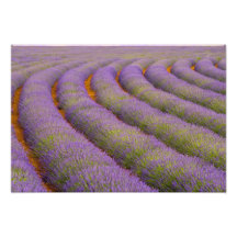 Region Frankreichs, Provence. Gebogene Reihen von Kunst Fotos