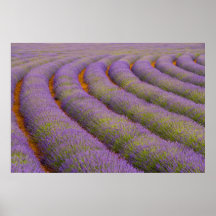 Region Frankreichs, Provence. Gebogene Reihen von Posterdruck