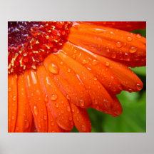 Regnerisches Gänseblümchen Posterdruck