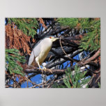 Reiher im Baum - Druck Plakatdrucke