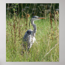 REIHER IM GRAS POSTER