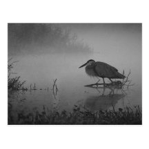 Reiher-Morgen-Postkarte