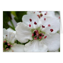 Reiner Frühling Karte