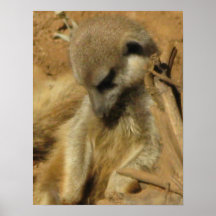 Reizend Foto von einem Meerkat Posterdrucke