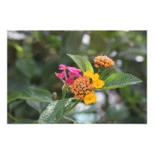Reizende Blumen Fotografien