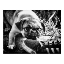 Reizende Playfull Mops Postkarte
