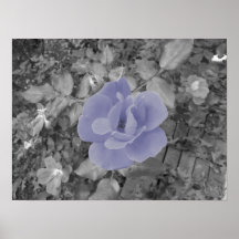 Reizende Rose Plakatdruck