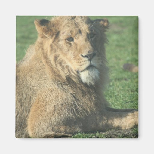 Reizender Löwe Magnete