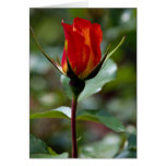 Reizendes Floribunda 'Charisma Grußkarten