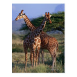 Retikulierte Giraffe 2 Postkarte