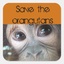 Retten der Orang-Utans Quadratsticker