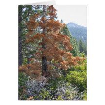 Retten Sie einen Baum Grußkarte