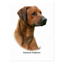 Rhodesian Ridgeback Postkarte