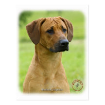 Rhodesian Ridgeback Postkarten