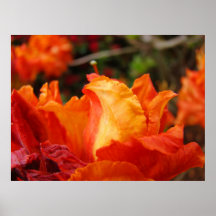 Rhodies Bürokunst druckt Kunst-Fotografie Posterdrucke