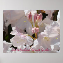 Rhododendron-Blumen-Gartenkunst druckt heilende Ku Plakatdrucke