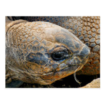 RIESIGE SCHILDKRÖTE POSTKARTE