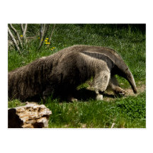 Riesiger Anteater-Postkarte