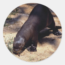 Riesiger Flussotter (Pxeronura brasiliensis) Aufkleber