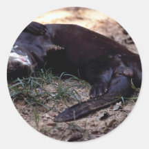 Riesiger Flussotter (Pxeronura brasiliensis) Runde Aufkleber