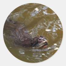 Riesiger Flussotter (Pxeronura brasiliensis) Aufkleber