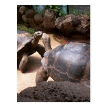Riesiger Schildkröte-Kuss Postkarte