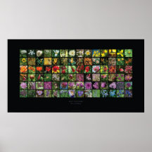 Riesiges Blumen-Plakat