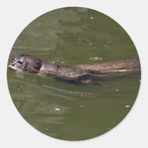 Riesiges Flussotter (Pxeronura brasiliensis) swimm Runde Aufkleber