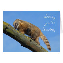 Ring-angebundener Coati, der Karte verlässt