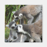 Ring angebundener Lemurs-Magnet Kühlschrankmagnete