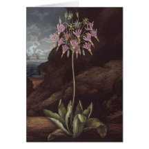RJ Thornton - das amerikanische Cowslip Karte