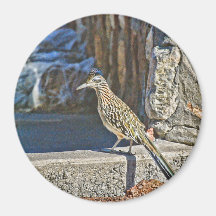 Roadrunner-Magnet Magnets