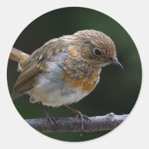 Robin-Aufkleber