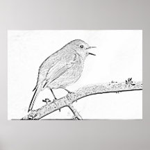 Robin, der Druck zeichnet Poster