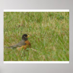 Robin im Gras Posterdrucke